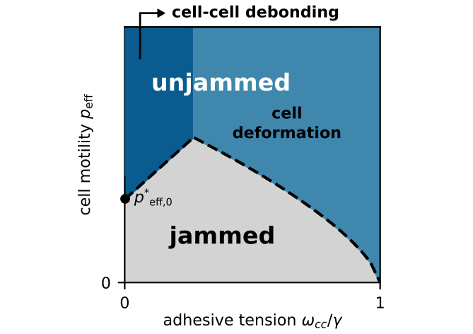 Phase diagram of tissue fluidity in function of adhesive tension and active migration pressure