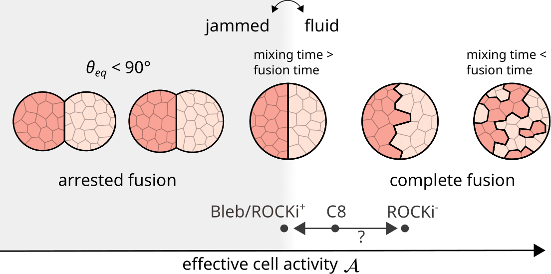 Schematic of fusion outcome in function of effective activity