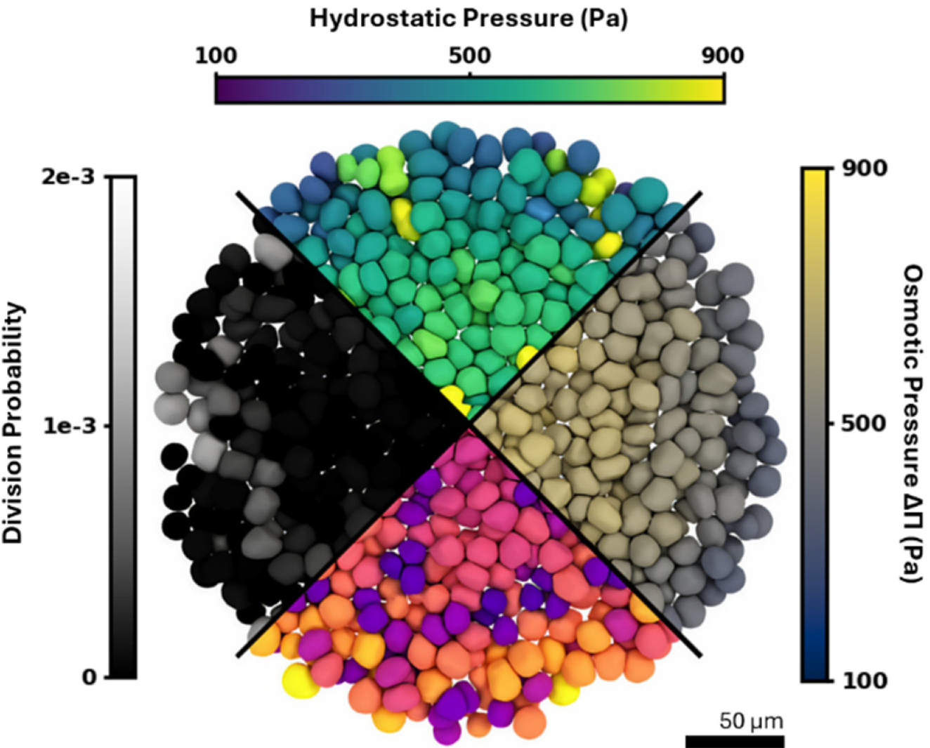 Mechanical stress in a simulated growing cancer spheroid